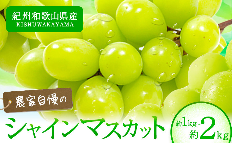 
            紀州和歌山産 シャインマスカット 選べる 約 1kg 約 2kg 魚鶴《8月下旬-9月上旬頃出荷(土日祝除く)》マスカット 和歌山県 日高町 贈り物 ギフト ぶどう シャインマスカット
          