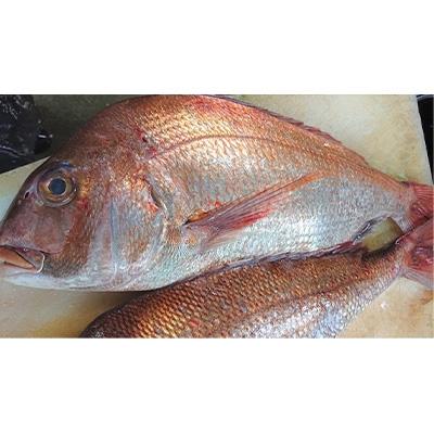 ふるさと納税 湯浅町 和歌山産天然鯛の西京漬　6切 |  | 01