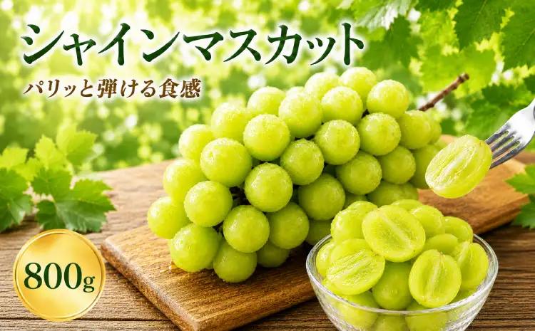  シャインマスカット　800g  2房 【2026年8月中旬〜9月下旬頃発送予定】