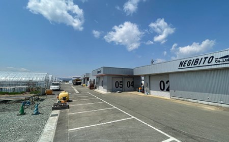 ≪2026年先行予約≫【ねぎびとカンパニー】贈答用 山形県産 寅ちゃんねぎ 2Lサイズ 10本入（2本×5袋） 2026年11月下旬から順次発送 葱 ねぎ ネギ 野菜 食品 山形県 F2Y-5336