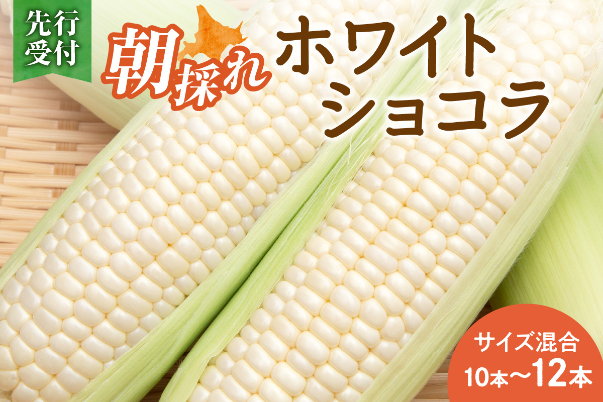 【2026年8月～発送開始！】北海道十勝清水町産 白いとうもろこし ホワイトショコラ サイズ混合 10～12本 【北海道産 2026年 とうもろこし とうきび 産直 産地直送 清水町 北海道】