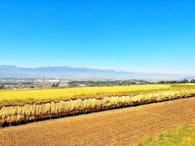 令和7年産 風さやか (稲架け天日干し) 3回定期便 信州塩尻産 無洗米 生米 直落ち米 5kg×1袋×3回合計15kg 2人暮らし 約3ヶ月分