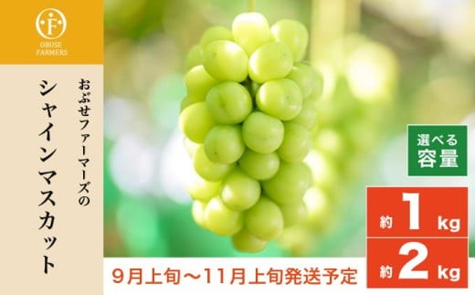 
                  シャインマスカット 約1kg 約2kg 選べる内容量 ［おぶせファーマーズ］ 果物 フルーツ ぶどう 葡萄 数量限定 先行予約 長野 信州 令和8年産 【2026年9月上旬～11月上旬発送】
                
