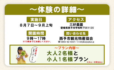 ＜三好農園のぶどう収穫体験チケット（大人2名様と小人1名様プラン）＞ 宇和ぶどう 葡萄 ブドウ 収穫 ぶどう狩り デラウェア ハニービーナス ブラックオリンピア ピオーネ シャインマスカット 巨峰 旅