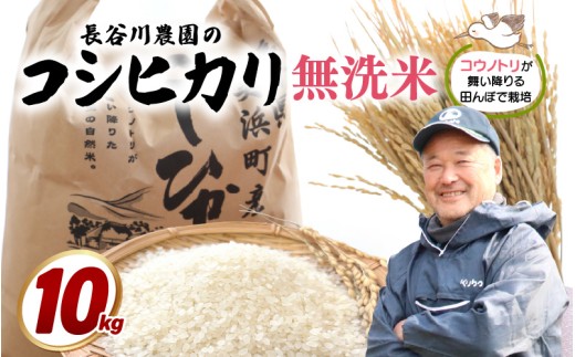 【令和8年産】長谷川農園の コシヒカリ 無洗米 10kg【お米 こしひかり 10キロ 精米 ブランド米 ふるさと納税米 産地直送】 [m22-b004]
