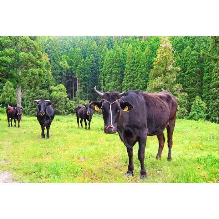 【冷蔵配送】全国大会W受賞！奥出雲和牛いろいろガッツリ定期便6回（毎月26日お届け）【牛肉 定期便 6回 サーロインステーキ 肩ロース焼肉 赤身すき焼き肉 ステーキ すき焼き 焼肉 人気 冷蔵 国産 