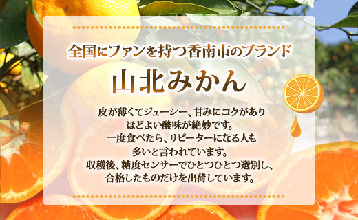 【2025年発送分】山北みかん 約3kg みかん ミカン 蜜柑 フルーツ 果物 香南市 高知県農業協同組合香美地区山北果樹集出荷場 ku-0042