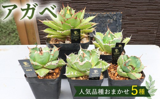 
                  アガベ 5種 植物 インテリア ガーデニング チタノタ 白鯨 ブラック&ブルー パルメリー ホリダ オテロイ 実生株 ハイブリッド 交配種 人気 ガーデニング 多肉植物 観葉植物 グリーン リラックス 香川県 丸亀市
                