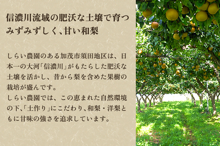 【2024年先行予約】しらい農園の和梨 新興 家庭用5kg（6〜16玉） 《10月下旬から順次発送》 果実 フルーツ 訳あり 甘くてジューシーな梨 なし 新興 しんこう 加茂市 しらい農園