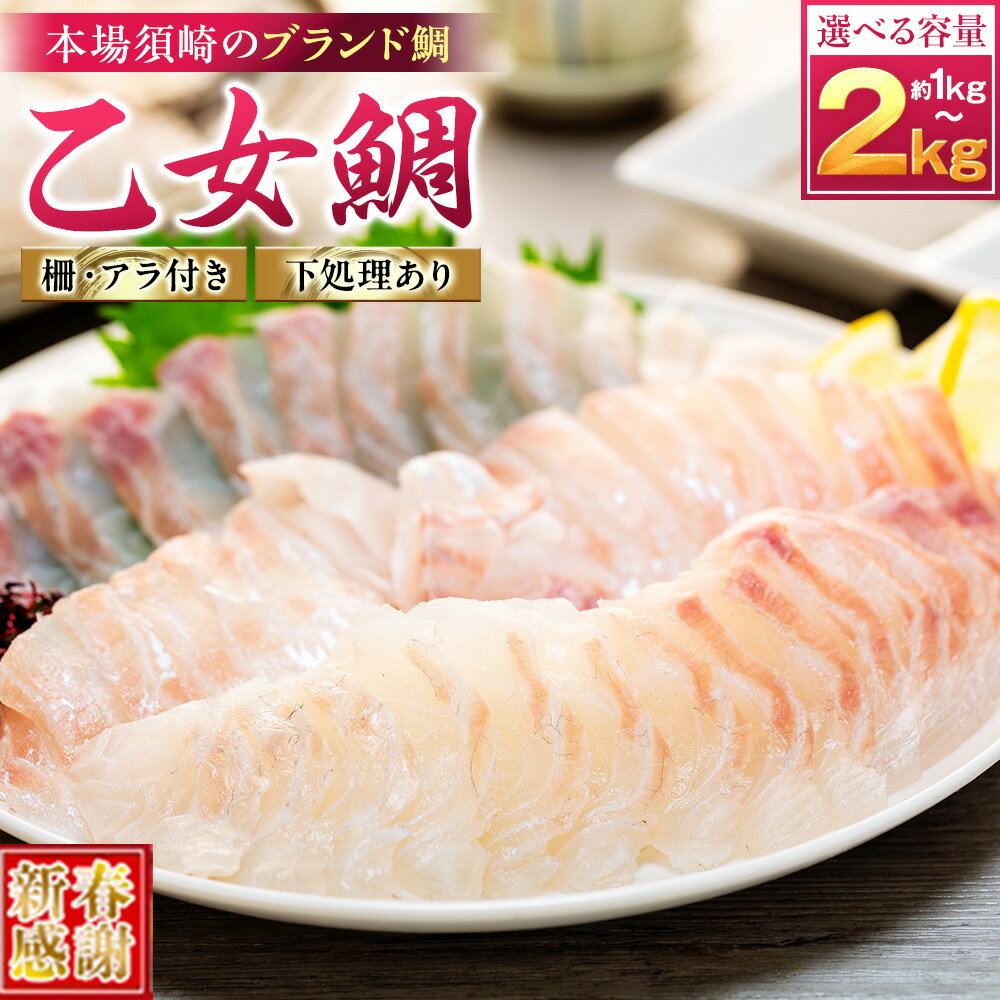 【ふるさと納税】 【 新春感謝 】 真鯛 刺身 用 柵 アラ付き 1～2尾 セット 本場須崎のブランド鯛 乙女鯛 産地直送 ( 新鮮 冷蔵 刺身 お刺し身 タイ 鯛 高級魚 鮮魚 海鮮 魚介 煮付け 鯛めし 鯛茶漬け 鯛しゃぶ アラ汁 皿 高知県 須崎市 ふるさと納税鯛 )