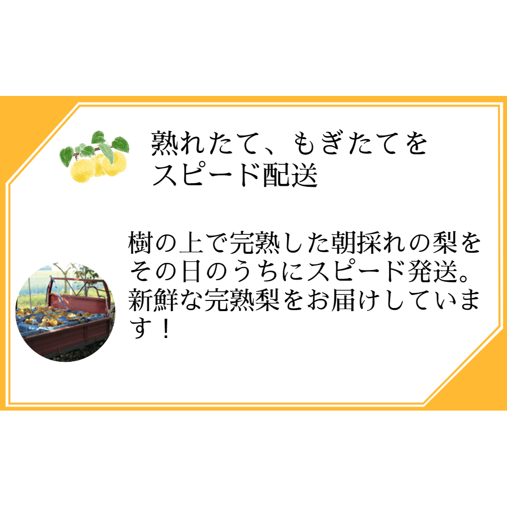 【 予約受付中・2025年8月上旬頃より順次発送 】うずしおペアー 2.5kg_イメージ5