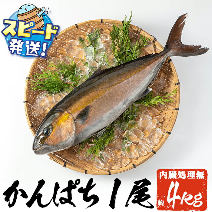 【ふるさと納税】＜すぐ届く！＞鹿児島県垂水市産カンパチ丸ごと 極上カンパチ (4kg保証) 1尾（内臓処理なし） 冷蔵 魚 魚介 海鮮 カンパチ かんぱち 勘八 1本 刺身 しゃぶしゃぶ あら煮 国産 鹿児島産 垂水【みなみ水産】D4-2602