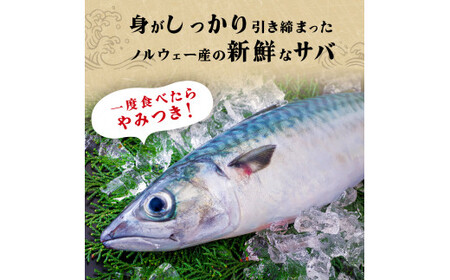 訳あり 塩サバフィレ 2kg 冷凍 塩鯖 サバ 切り身 無添加 宮城県 石巻市