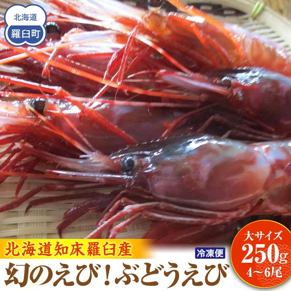 羅臼産 幻のぶどうえび（大・250g /4～6尾） 知床 ブドウエビ 北海道