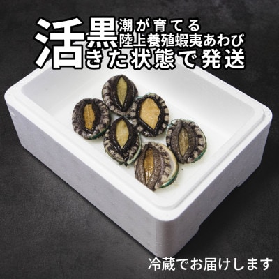 活き蝦夷あわび　6個【配送不可地域：離島・北海道・沖縄県・東北・中国・四国・九州】