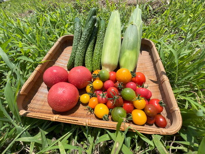 【全4回定期便】那須ブランド 那須高原野菜セット（隔月1回／5月～11月）｜ 野菜 お野菜 新鮮 詰め合わせ やさい みずみずしい 美味しい 自然 栃木県 那須町〔P-67〕※北海道・沖縄・離島への配