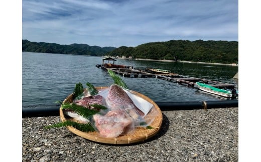 
乙女鯛 セット 希少部位 カマ 頭 フィーレ 3点セット 冷凍 お手軽 簡単 おかず 鯛 魚介類 須崎市 KS016
