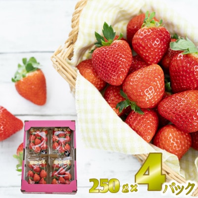 先行予約!2026年2月より順次発送 いちご 恋のぞみ約1kg(250g×4P)【JA熊本うき】【配送不可地域：離島】【1659530】
