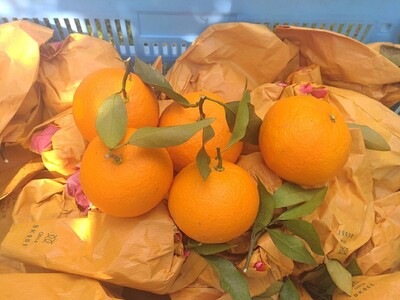 【周防大島産】せとみ（晩柑類） 5kg