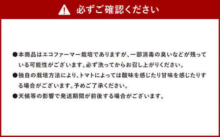 【年3回定期便／2026年1月発送開始】 ソムリエ ミニトマト プラチナ 3kg×3回 合計9kg とまと トマト 野菜 やさい 熊本県産 国産 