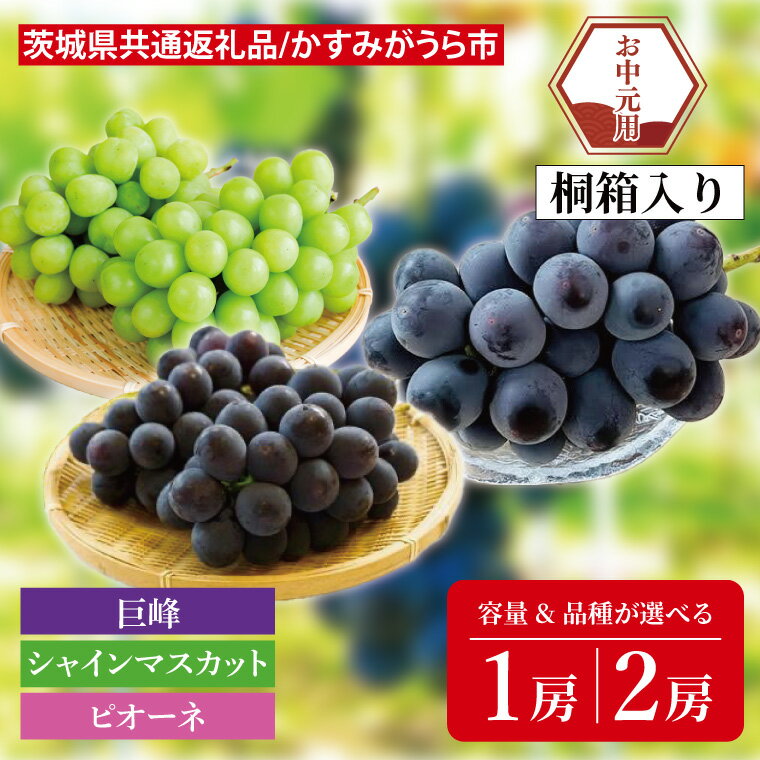 【ふるさと納税】【容量と品種が選べる】【先行予約】【お中元】巨峰 or シャインマスカット or ピオーネ 桐箱入り（茨城県共通返礼品：かすみがうら市）（CD181）