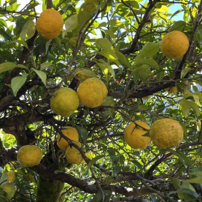 ふるさと納税 三好市 ゆず酢(500ml2本セット) |  | 01