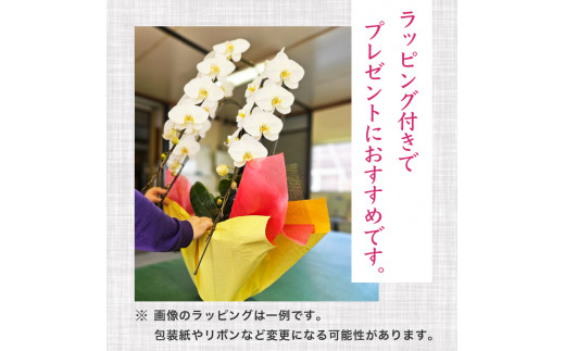 【定期便3ヶ月】  胡蝶蘭 5本立て 白 スタンダード 花 はな お花 日付指定 記念日 お祝い プレゼント ギフト 贈答 贈り物 選べる カラー ラッピング 鉢花 鉢植え 洋蘭 洋ラン 冠婚葬祭 蘭 らん 新築祝い 豪華 華 華やか はなやか 敬老 誕生日 人気 ランキング おいわい 開店祝い 開業祝い こちょうらん きねんび 四国 生産数 1位 いちい ふるさと納税 大輪 産地直送