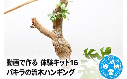 動画で作る 体験キット16 パキラの流木ハンギング [株式会社チャーム charm ワークショップ 体験 キット インテリア 流木 観葉植物 グリーン]