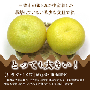 【ふるさと納税】オリジナル文旦「サラダポメロ」約6ｋｇ（5～10玉）