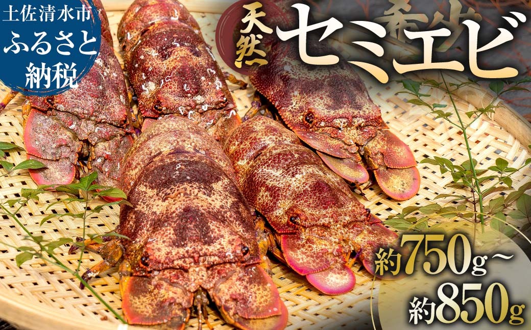 
                  11月以降発送 幻の天然セミエビ 約750g～850g（サイズおまかせ）※着日指定不可※ 漁師のごちそう 高知県産 甲殻類 海老 海鮮BBQ えび エビ せみえび 冷蔵 配送 新鮮 美味しい 希少 高級食材 故郷納税【R01676】
                