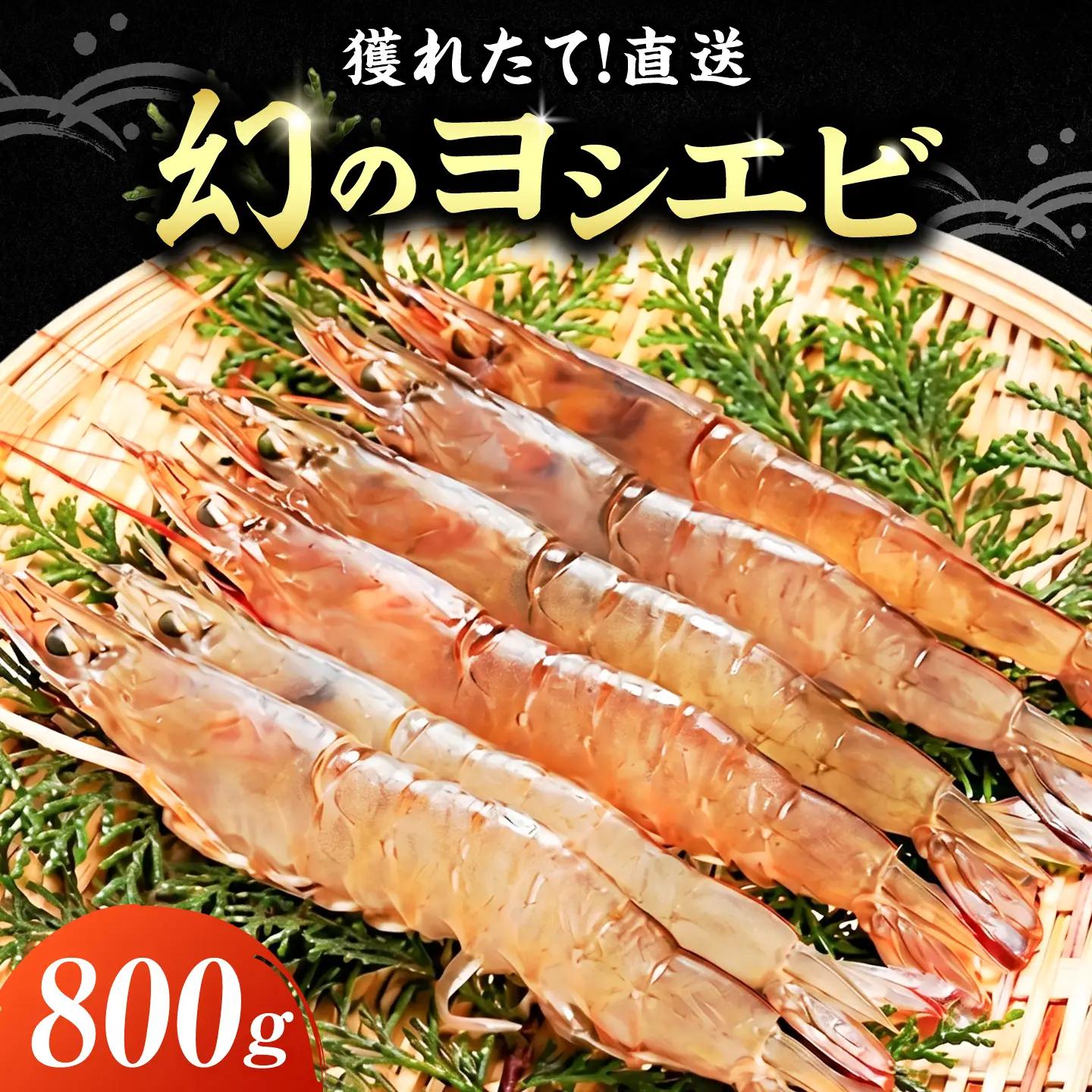 【先行予約】幻のヨシエビ 計800g [VAG012] 海老エビ
