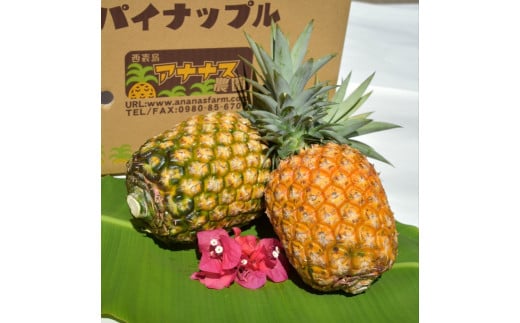 2025年 先行予約 パイナップル ついに実現！転換期間中　JASオーガニック アナナスバレル 約2kg 1～3玉 果物 フルーツ