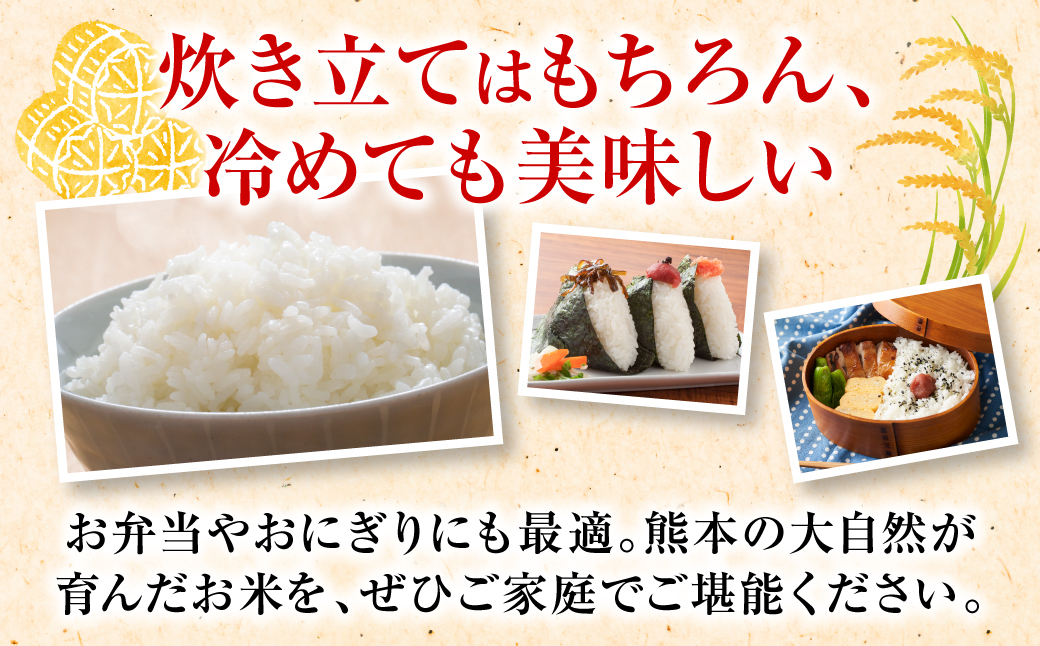 【先行予約】《令和7年産》 くまさんの輝き 精米10kg 熊本県 八代市産 米 お米 精米  国産 白米 【2025年11月下旬より順次発送】