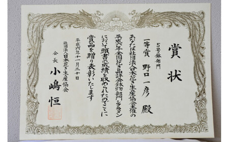【先行予約】 ＜種類・色お任せ＞ シクラメン 6号鉢 （赤系・ピンク系・オレンジ系・フリンジ系のいずれか) [韮崎ナーセリー 山梨県 韮崎市 20743729] シクラメン お花 花 フラワー 鉢植え