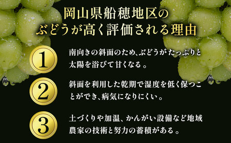 【2026年発送】岡山県船穂地区産 プレミアム シャインマスカット 晴王 赤秀 700g  彩美菜果