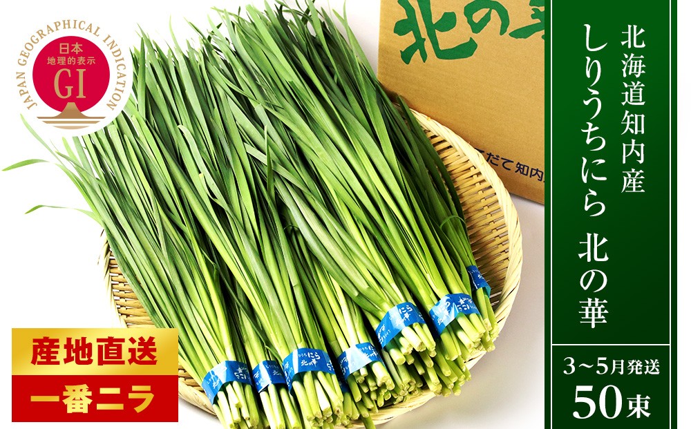 
                  【2027年発送予約】知内産 一番ニラ「北の華」50束【JA新はこだて】
                