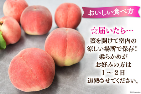 【期間限定発送】 桃 山梨県産 もも 約1.8kg 【朝採り直送】NS-1006 [韮崎翠緑 山梨県 韮崎市 20743936] モモ 果物 くだもの フルーツ 冷蔵 山梨