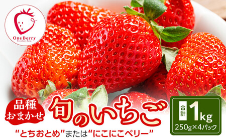 OneBerry いちご農園 品種おまかせ 旬のいちご 250ｇ× 4パック【2026年1月5日以降順次発送】 ｜ いちご イチゴ 苺 宮城県 限定 産地直送 産直 農家直送