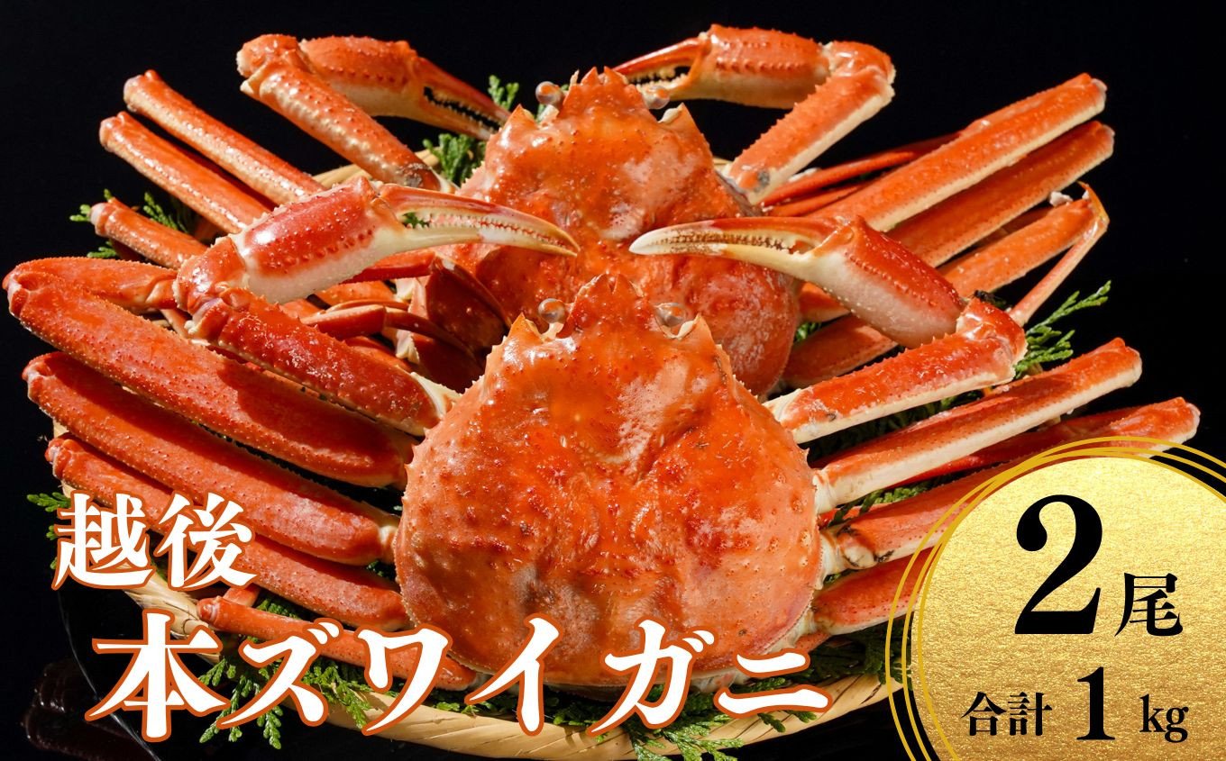 
            〈期間限定〉本ズワイガニ 500g×2杯 計1kg 姿 糸魚川産 浜茹で 鮮度が命！茹でたて直送 ずわいがに かに 蟹 磯貝鮮魚店 新鮮 高級ガニ 新潟県 日本海 ボイル 茹でガニ カニ かに 国産 越後 糸魚川市 チョイス ふるさと納税
          