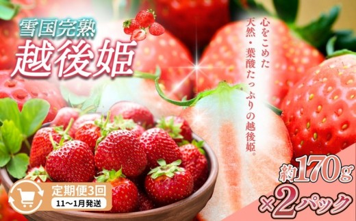 
                  先行予約  定期便 3回【11～1月発送】いちごの定期配送 雪国完熟いちご越後姫170g×2全3回 越後姫 いちご 定期便 完熟 苺の花ことば
                