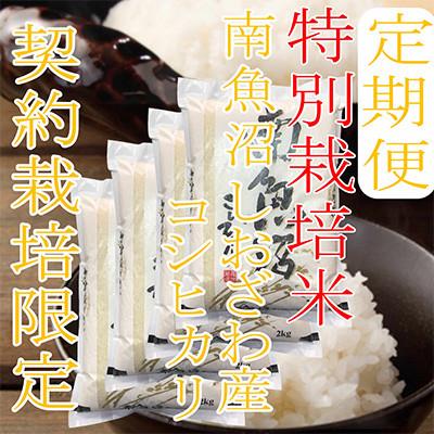 ふるさと納税 南魚沼市 【発送月固定定期便】【特別栽培米8Kg】生産者限定 南魚沼しおざわ産コシヒカリ全3回