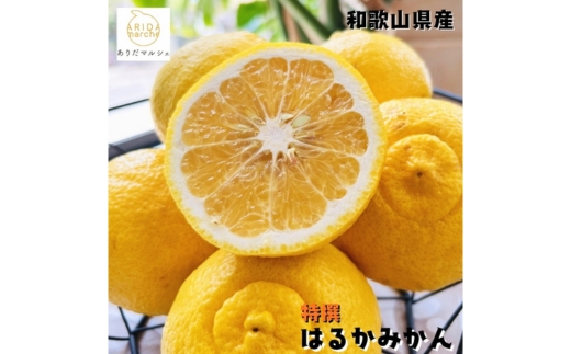 【特選】はるか 3kg ｜ 蜜柑 柑橘 果物 フルーツ くだもの 果実 国産 和歌山