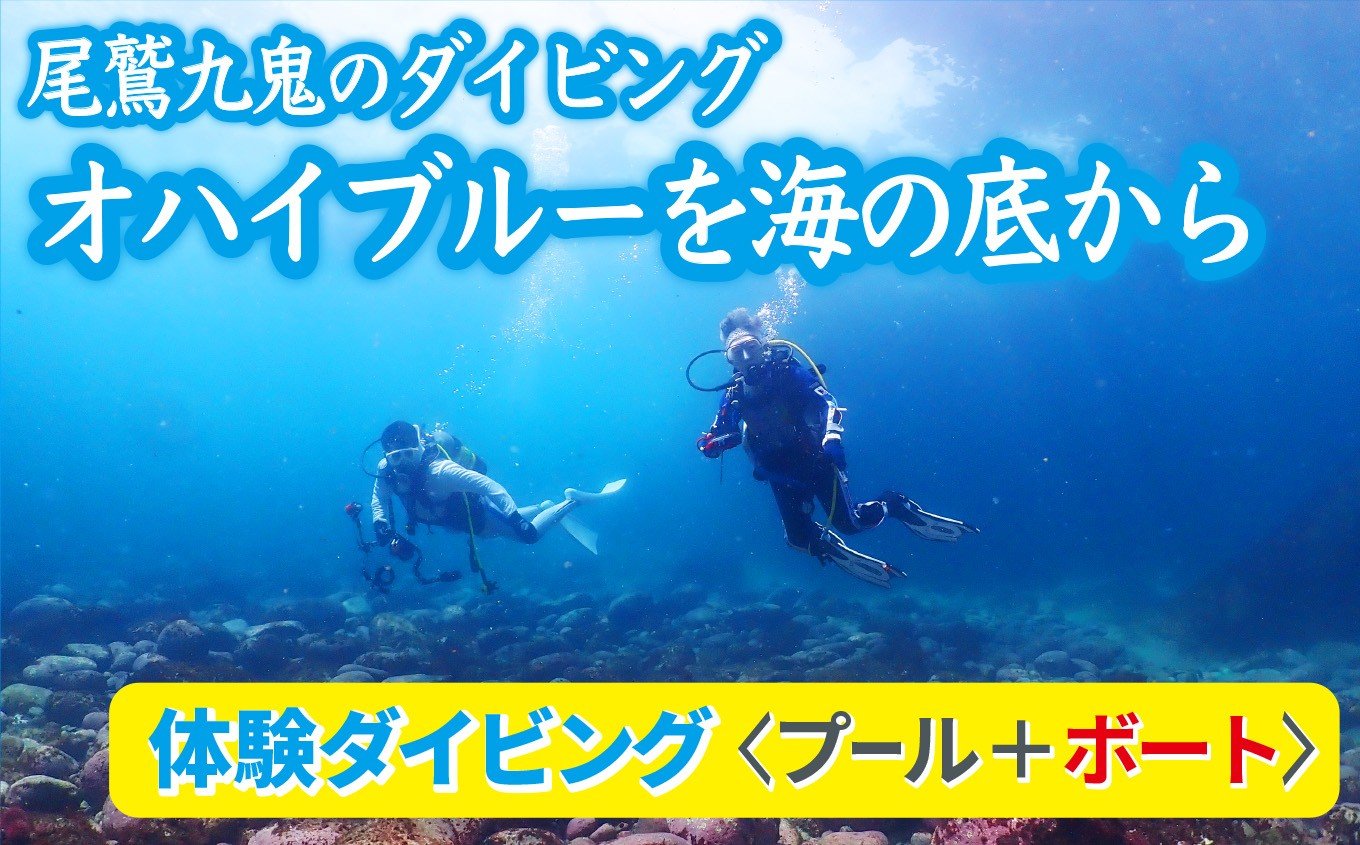 
            オハイブルー、350種の美しい ウミウシ が魅力【 体験ダイビング プール ＋ ボート】ワイド や ソフトコーラル も 人気 三重県 尾鷲市 九鬼 の ダイビング 通年 オールシーズン　DI-11
          