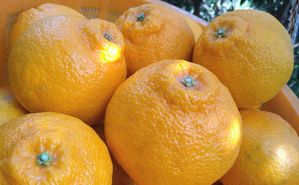 【先行予約】Saito Orange Farmの訳あり不知火4kg（2027年3月上旬頃より順次発送予定） IKTAQ011