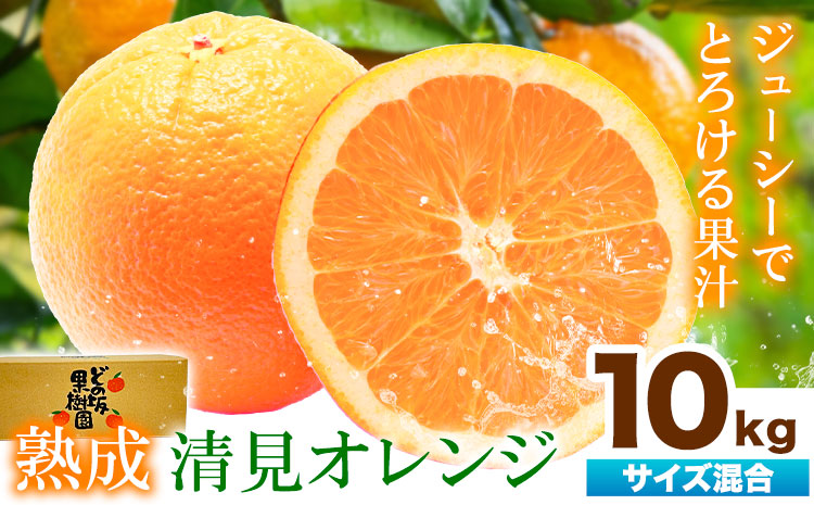 熟成 清見オレンジ 10kg(サイズ混合) どの坂果樹園《2027年3月上旬-5月中旬頃出荷》 和歌山県 日高町 清見オレンジ 旬 柑橘 フルーツ 果物 オレンジ 熟成