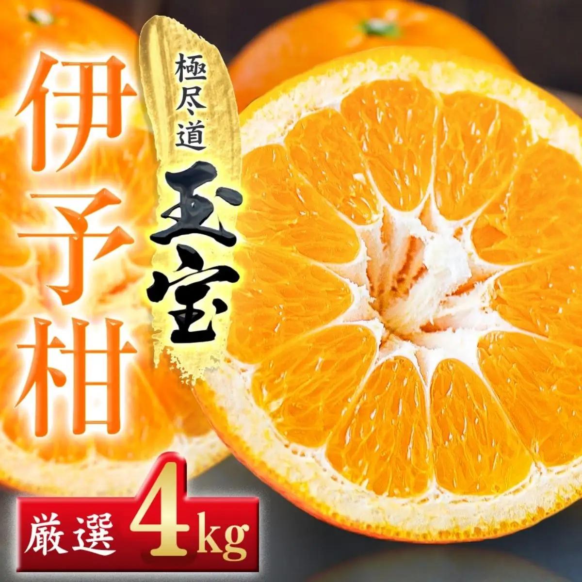 【愛媛名産】玉宝伊予柑　4kg【C64-58】【1511350】 YWTY047