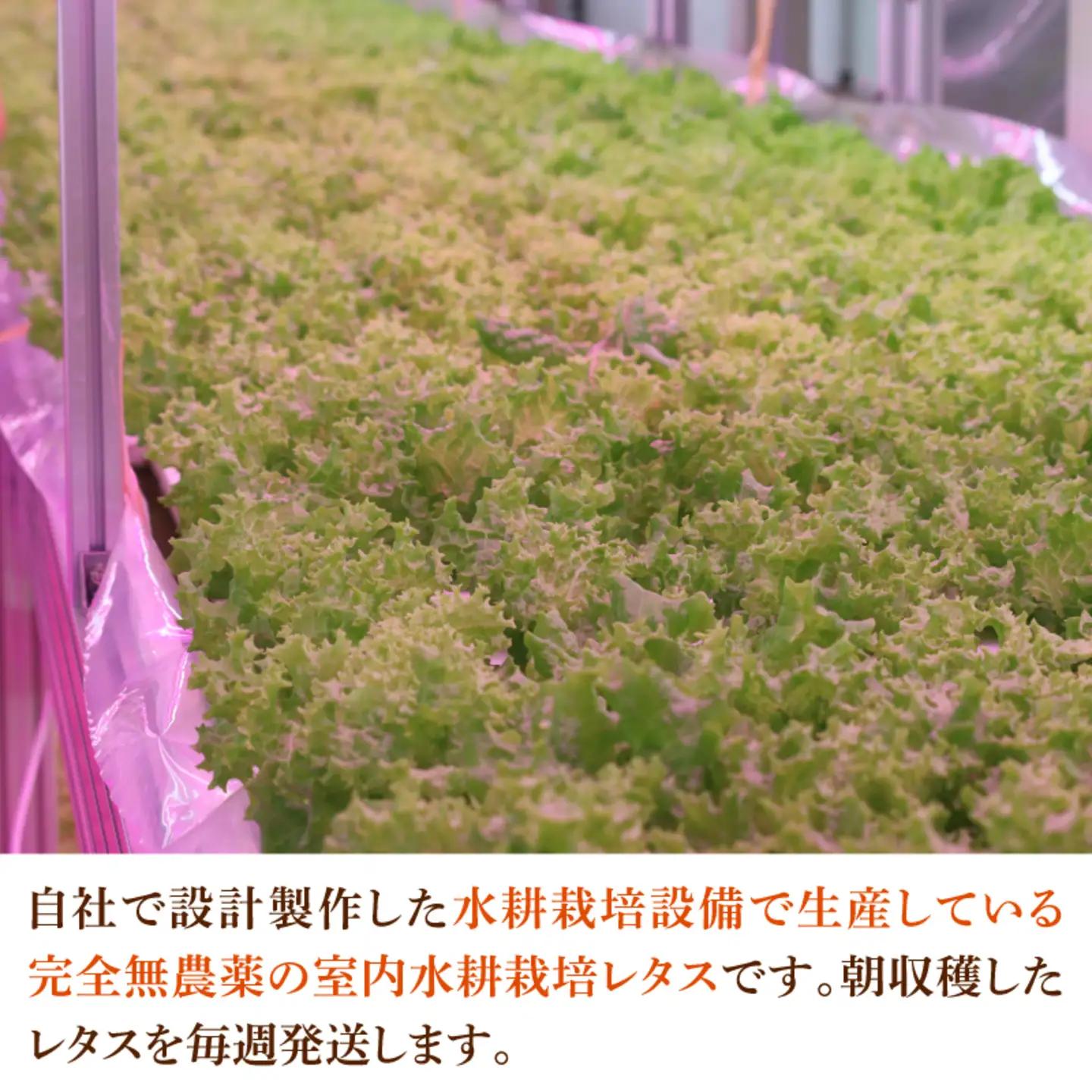 【定期便】4週連続お届け！採れたてフレッシュな無農薬リーフレタス（合計800g）野菜 葉っぱ