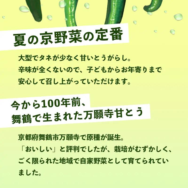 万願寺甘とう 秀品 600g | 万願寺とうがらし 野菜 京野菜