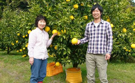 河内晩柑 9kg （M～5L） 【家庭用】 大容量 ばんかん バンカン 晩柑 夏文旦 みかん 柑橘