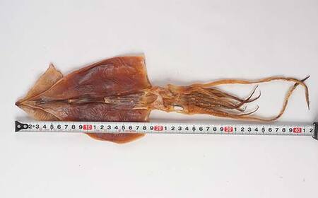 小泊名産 極上するめ 5袋セット 【中泊町特産物直売所ピュア】 イカ 烏賊 海鮮 乾物 BBQ スルメ スルメイカ するめ するめいか 干物 おつまみ 魚介 無添加 中泊町 青森 F6N-271